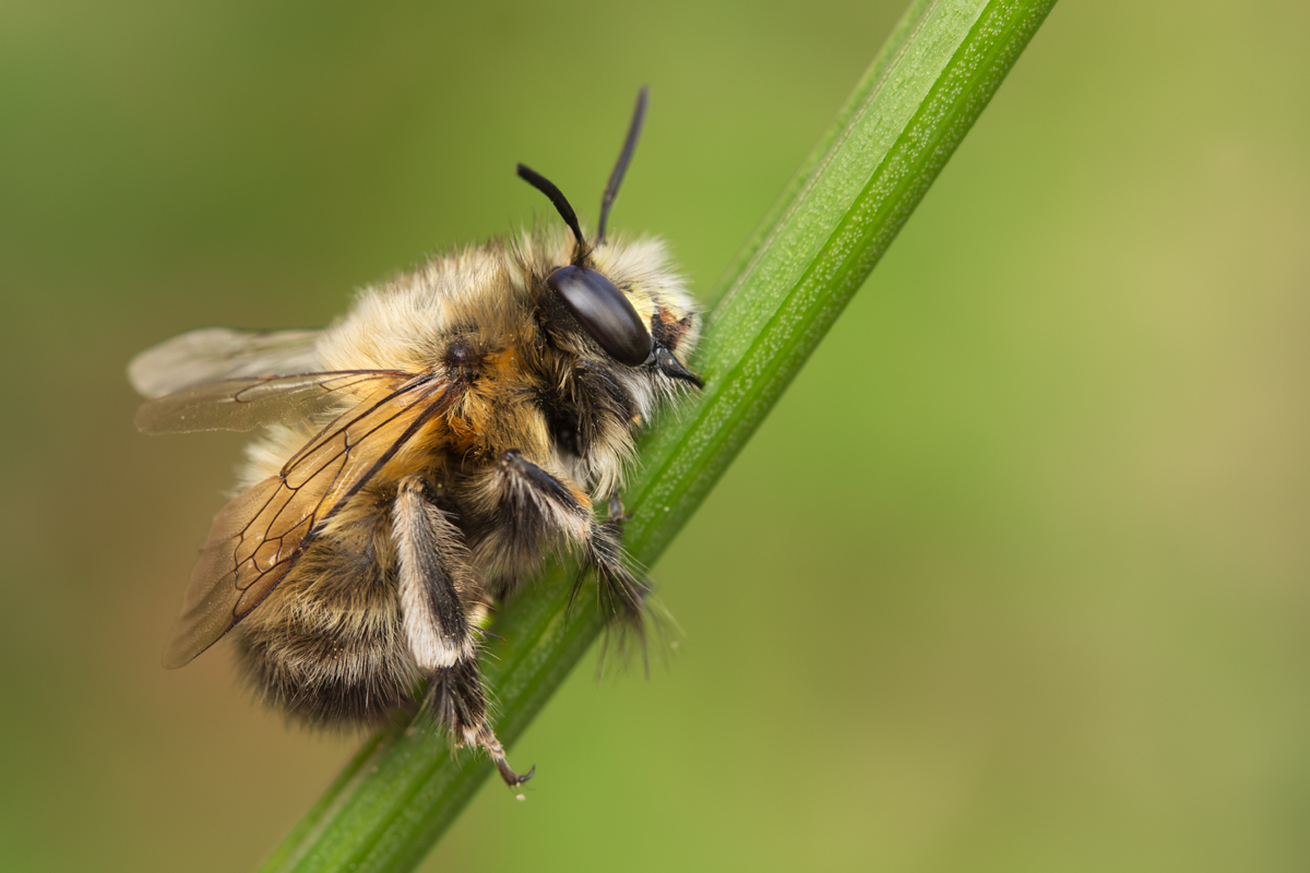 Hairy Footed Flower Bee 6